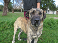 VALKIRIA, Hund, Mastin del Pirineos in Spanien - Bild 2