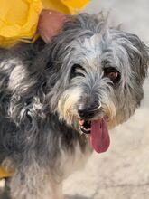 MALTA, Hund, Bearded Collie-Mix in Spanien - Bild 1