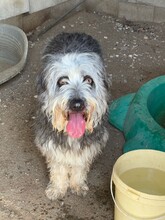 MALTA, Hund, Bearded Collie-Mix in Spanien - Bild 2