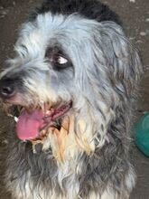 MALTA, Hund, Bearded Collie-Mix in Spanien - Bild 3