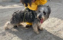 MALTA, Hund, Bearded Collie-Mix in Spanien - Bild 4