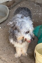 MALTA, Hund, Bearded Collie-Mix in Spanien - Bild 5