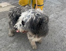 MALTA, Hund, Bearded Collie-Mix in Spanien - Bild 6