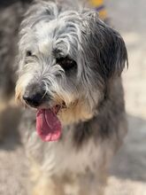 MALTA, Hund, Bearded Collie-Mix in Spanien - Bild 7