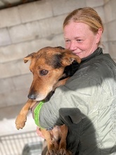 COCO, Hund, Mischlingshund in Spanien - Bild 3