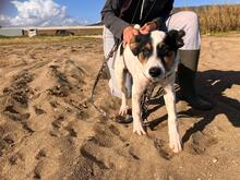 NICO, Hund, Bodeguero Andaluz-Mix in Spanien - Bild 1