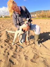 NICO, Hund, Bodeguero Andaluz-Mix in Spanien - Bild 2