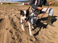 NICO, Hund, Bodeguero Andaluz-Mix in Spanien - Bild 3