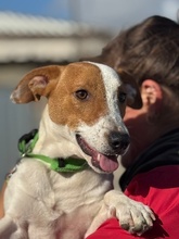 OSCAR, Hund, Jack Russell Terrier-Mix in Spanien - Bild 1