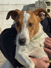 OSCAR, Hund, Jack Russell Terrier-Mix in Spanien - Bild 2