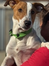 OSCAR, Hund, Jack Russell Terrier-Mix in Spanien - Bild 3