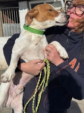 OSCAR, Hund, Jack Russell Terrier-Mix in Spanien - Bild 4