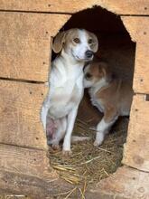 TERESA, Hund, Mischlingshund in Rumänien - Bild 12