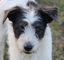 DAISY, Hund, Mischlingshund in Rumänien - Bild 1