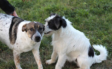 DAISY, Hund, Mischlingshund in Rumänien - Bild 10