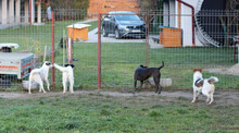 DAISY, Hund, Mischlingshund in Rumänien - Bild 12