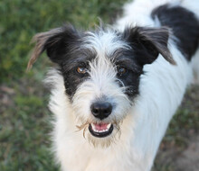 DAISY, Hund, Mischlingshund in Rumänien - Bild 13