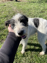 DAISY, Hund, Mischlingshund in Rumänien - Bild 15