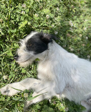 DAISY, Hund, Mischlingshund in Rumänien - Bild 16