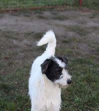 DAISY, Hund, Mischlingshund in Rumänien - Bild 17