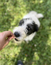 DAISY, Hund, Mischlingshund in Rumänien - Bild 18