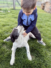 DAISY, Hund, Mischlingshund in Rumänien - Bild 19