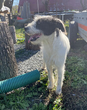 DAISY, Hund, Mischlingshund in Rumänien - Bild 4