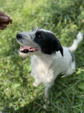 DAISY, Hund, Mischlingshund in Rumänien - Bild 7