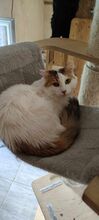 BELLE, Katze, Europäisch Kurzhaar-Langhaarkatze-Mix in Bulgarien - Bild 10