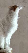 BELLE, Katze, Europäisch Kurzhaar-Langhaarkatze-Mix in Bulgarien - Bild 11