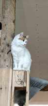 BELLE, Katze, Europäisch Kurzhaar-Langhaarkatze-Mix in Bulgarien - Bild 9