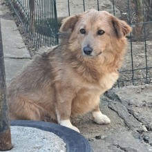 GRIGORE, Hund, Mischlingshund in Rumänien - Bild 10