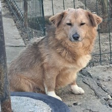 GRIGORE, Hund, Mischlingshund in Rumänien - Bild 11