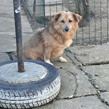 GRIGORE, Hund, Mischlingshund in Rumänien - Bild 12