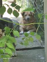 GRIGORE, Hund, Mischlingshund in Rumänien - Bild 13