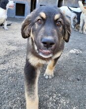 ARAMIS, Hund, Herdenschutzhund-Mix in Kroatien - Bild 1