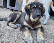 ARAMIS, Hund, Herdenschutzhund-Mix in Kroatien - Bild 10
