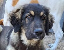 ARAMIS, Hund, Herdenschutzhund-Mix in Kroatien - Bild 16