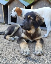 ARAMIS, Hund, Herdenschutzhund-Mix in Kroatien - Bild 2