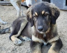 ARAMIS, Hund, Herdenschutzhund-Mix in Kroatien - Bild 4