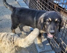 ARAMIS, Hund, Herdenschutzhund-Mix in Kroatien - Bild 5