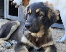 ARAMIS, Hund, Herdenschutzhund-Mix in Kroatien - Bild 6