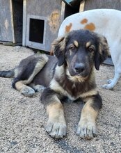 ARAMIS, Hund, Herdenschutzhund-Mix in Kroatien - Bild 7