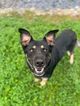 MAJA, Hund, Mischlingshund in Slowakische Republik - Bild 2