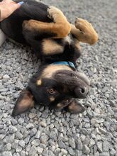 MAJA, Hund, Mischlingshund in Slowakische Republik - Bild 4