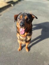 AMADEUS, Hund, Mischlingshund in Slowakische Republik - Bild 3