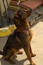 AMADEUS, Hund, Mischlingshund in Slowakische Republik - Bild 4