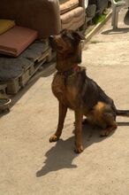 AMADEUS, Hund, Mischlingshund in Slowakische Republik - Bild 5