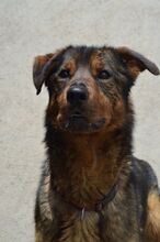 AMADEUS, Hund, Mischlingshund in Slowakische Republik - Bild 6