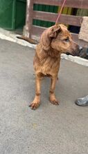 FENIX, Hund, Mischlingshund in Slowakische Republik - Bild 8